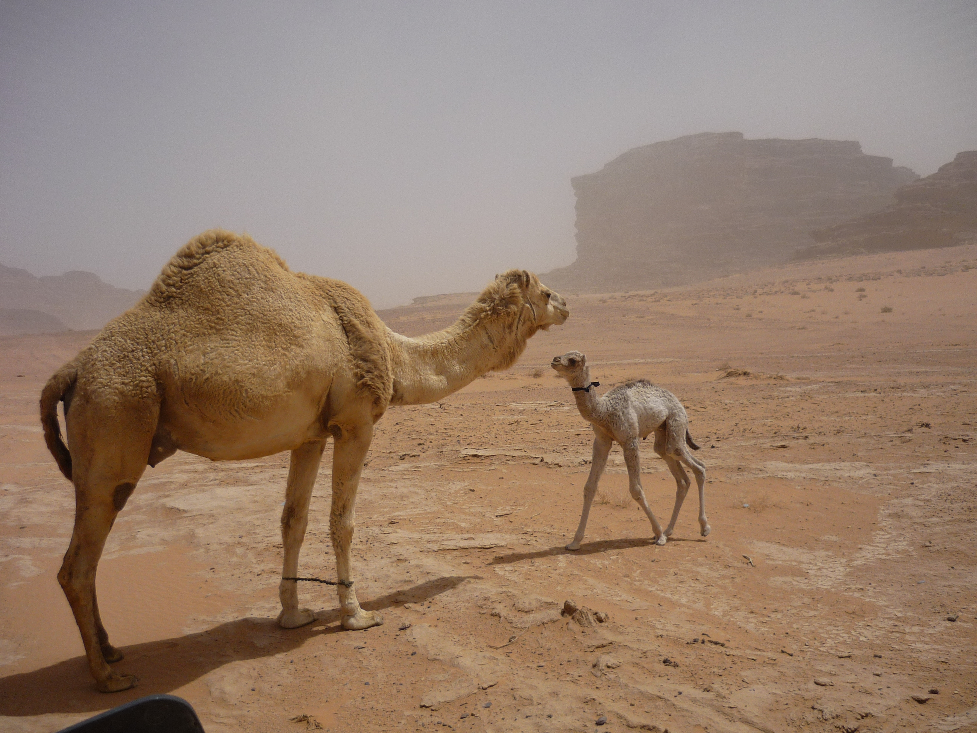Luca Errera, Daniela Trastulli, Giordania, deserto, Wadi Rum, cammello