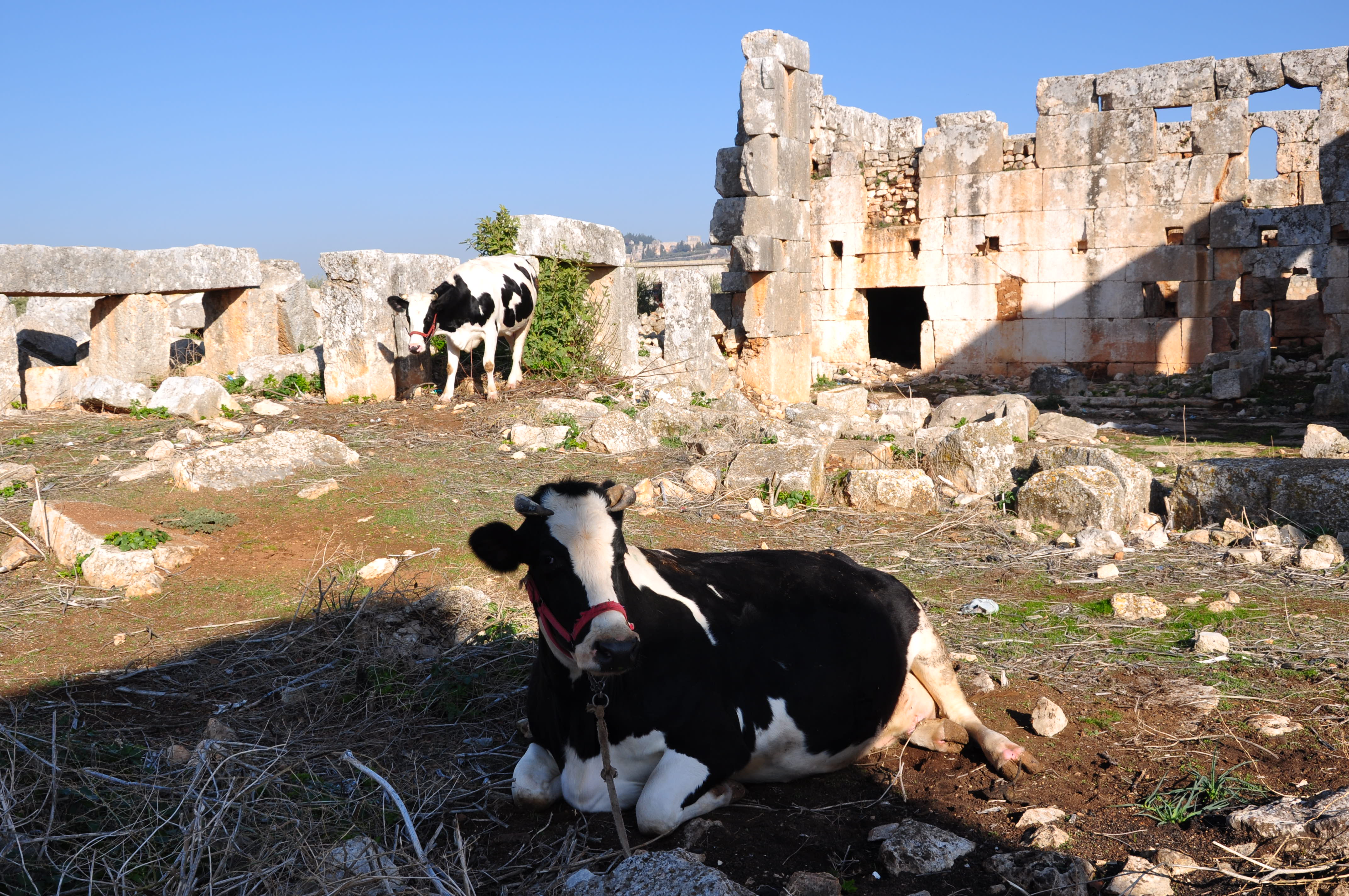 Luca Errera, Daniela Trastulli, Siria, città morte, Ancient Villages, Northern Syria