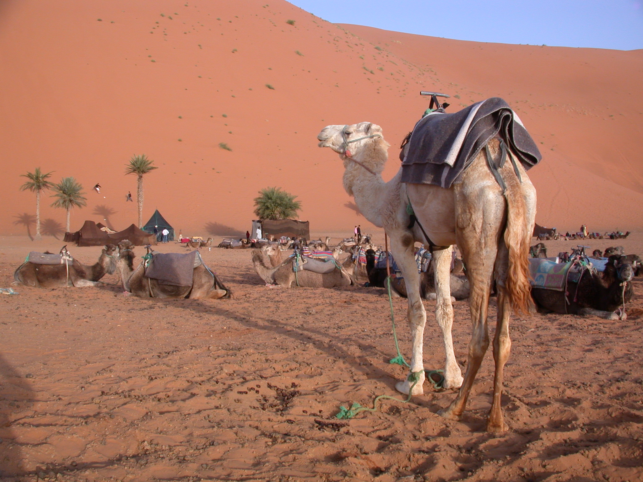 Luca Errera, Daniela Trastulli, Marocco, deserto, dromedario