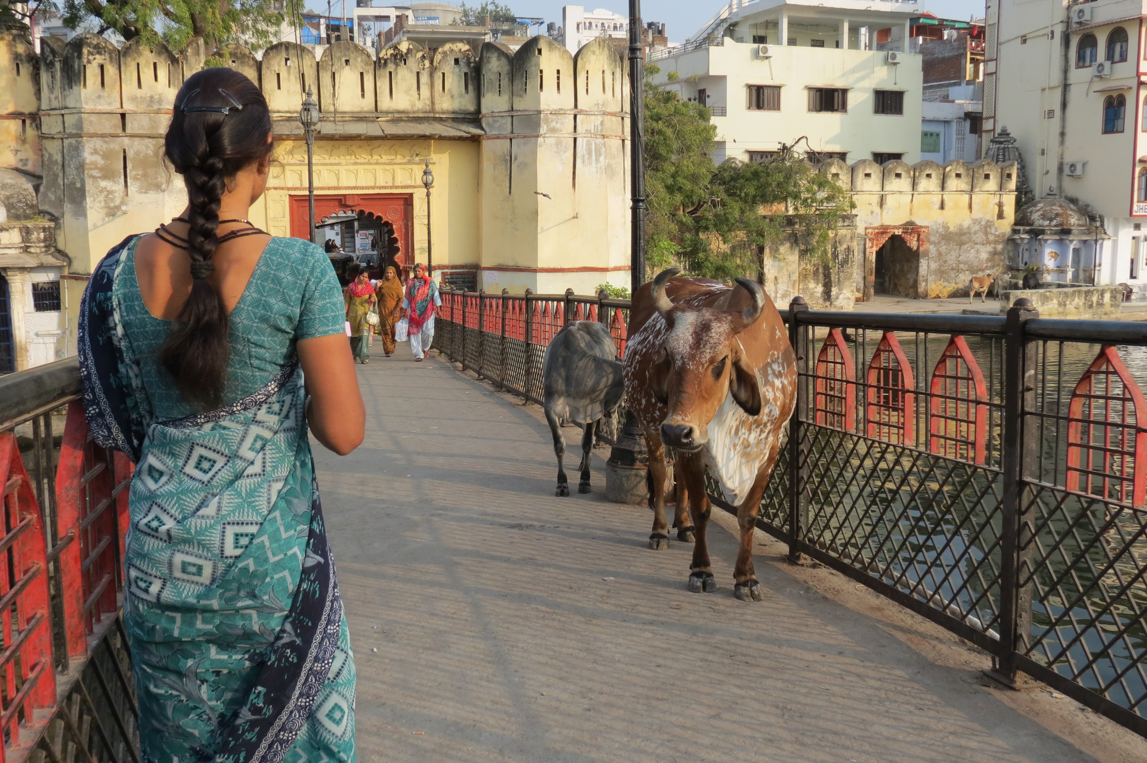 Luca Errera, Daniela Trastulli, India, Rajasthan, Udaipur, donna, vacca