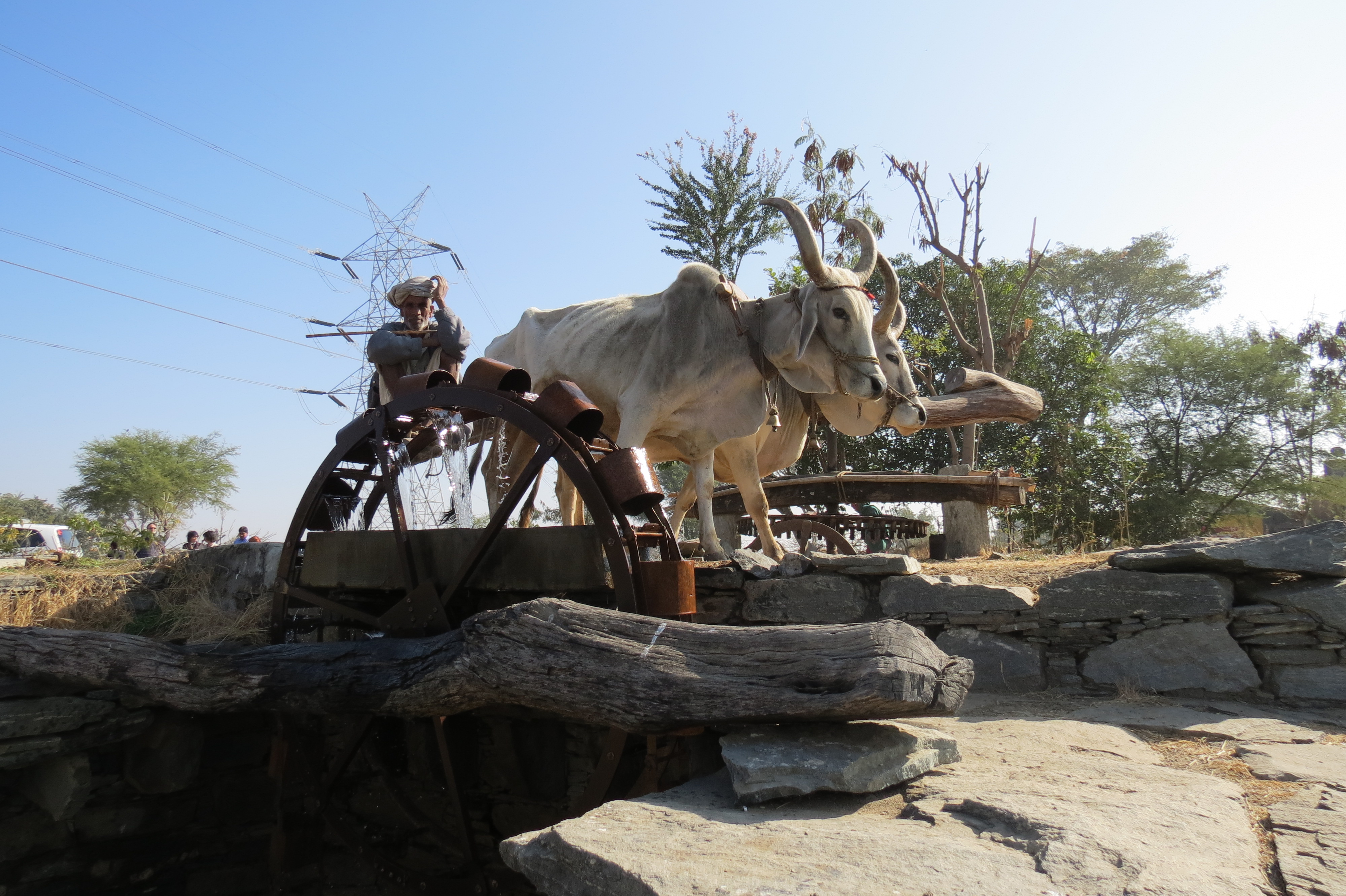 Luca Errera, Daniela Trastulli, India, Rajasthan, agricoltore, agricoltura, vacca